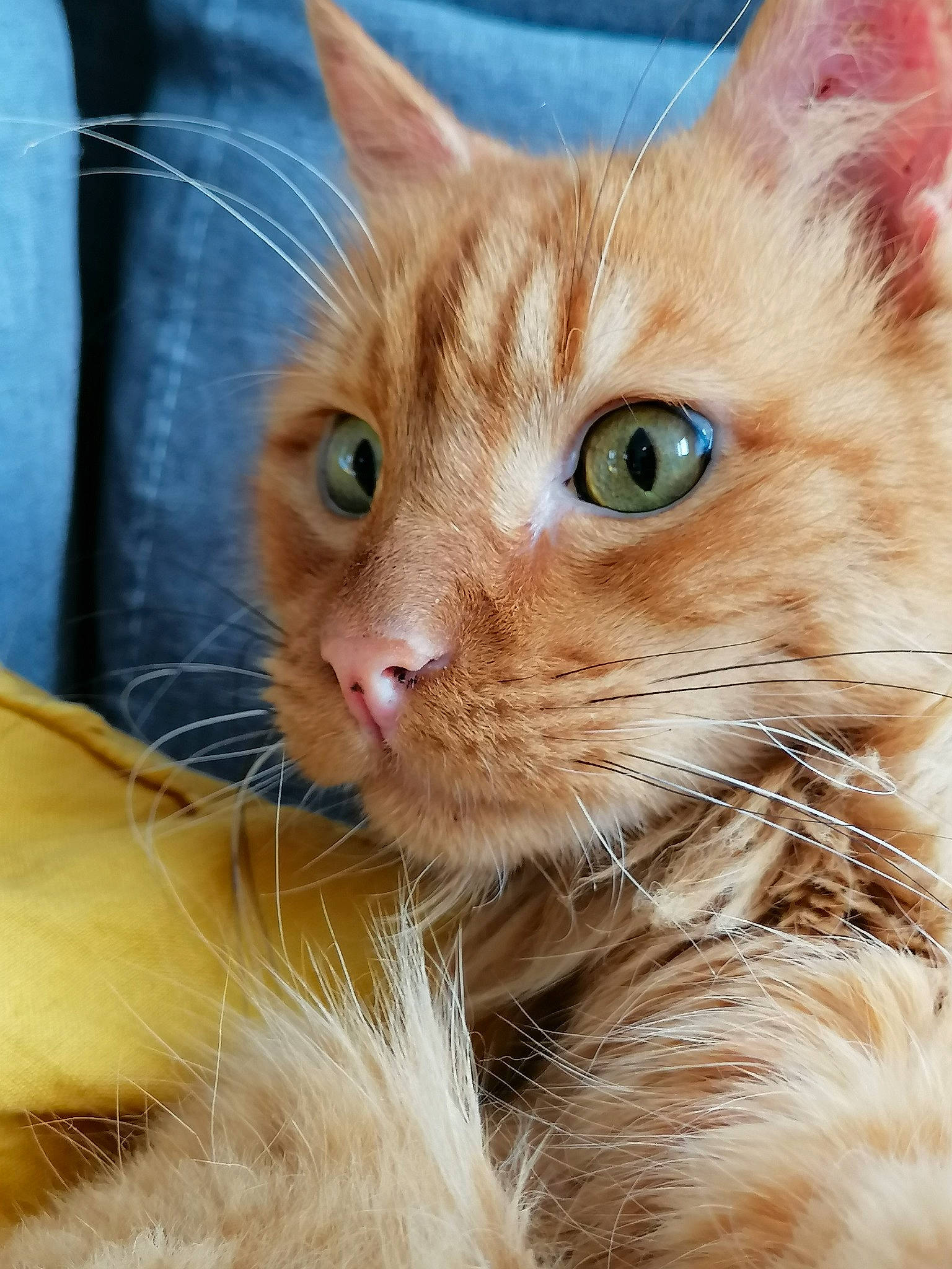 Ronri participe au concours pour gagner de l'argent avec cette photo : carnivore, cat, claw, close_up, comfort, domestic_short_haired_cat, ear, eye, fawn, felidae, fur, paw, small_to_medium_sized_cats, snout, terrestrial_animal, whiskers, wildlife