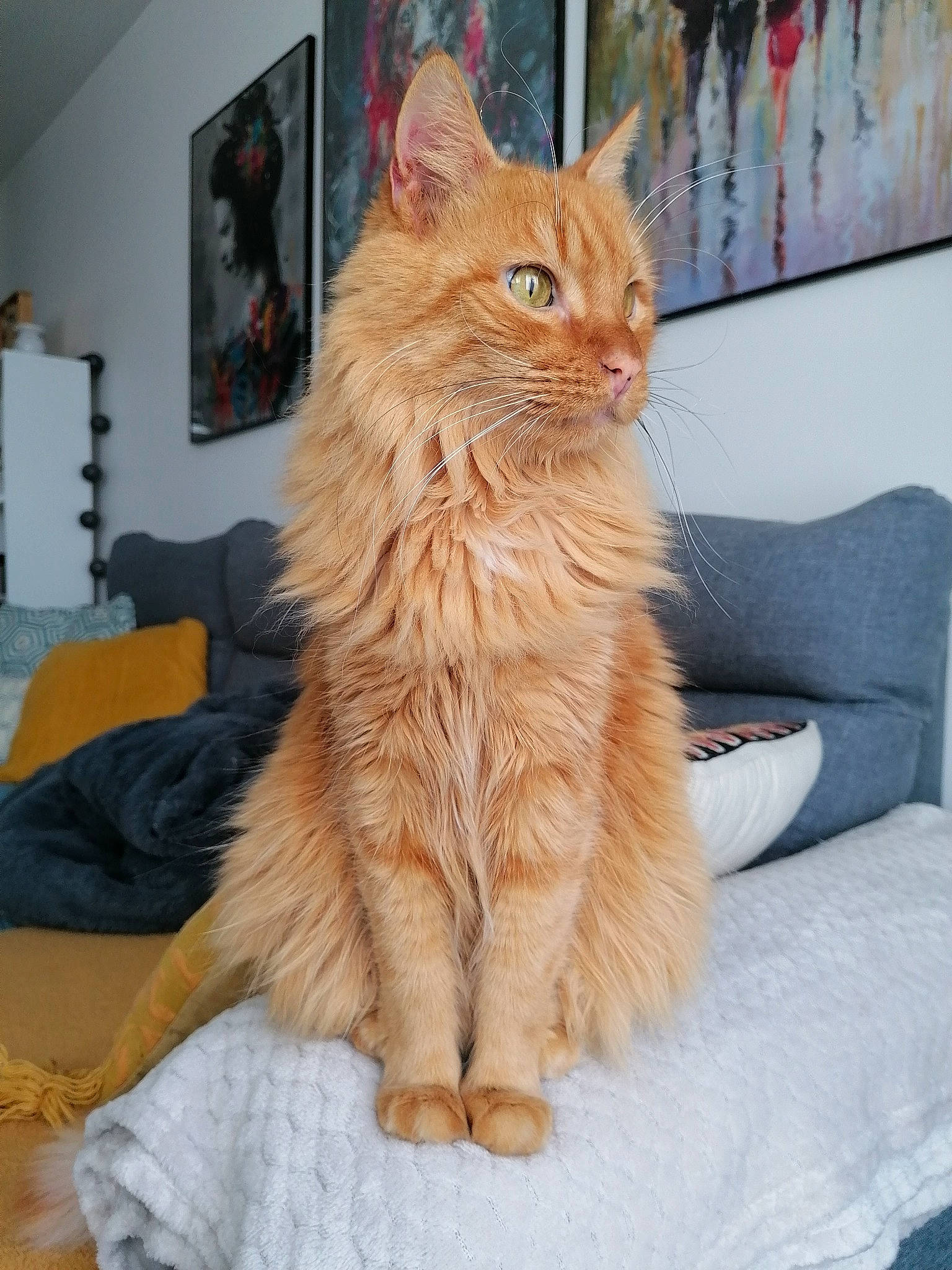 Ronri participe au concours pour gagner de l'argent avec cette photo : carnivore, cat, claw, comfort, couch, domestic_short_haired_cat, fawn, felidae, flooring, fur, maine_coon, paw, peach, picture_frame, sitting, small_to_medium_sized_cats, snout, tail, whiskers, wood