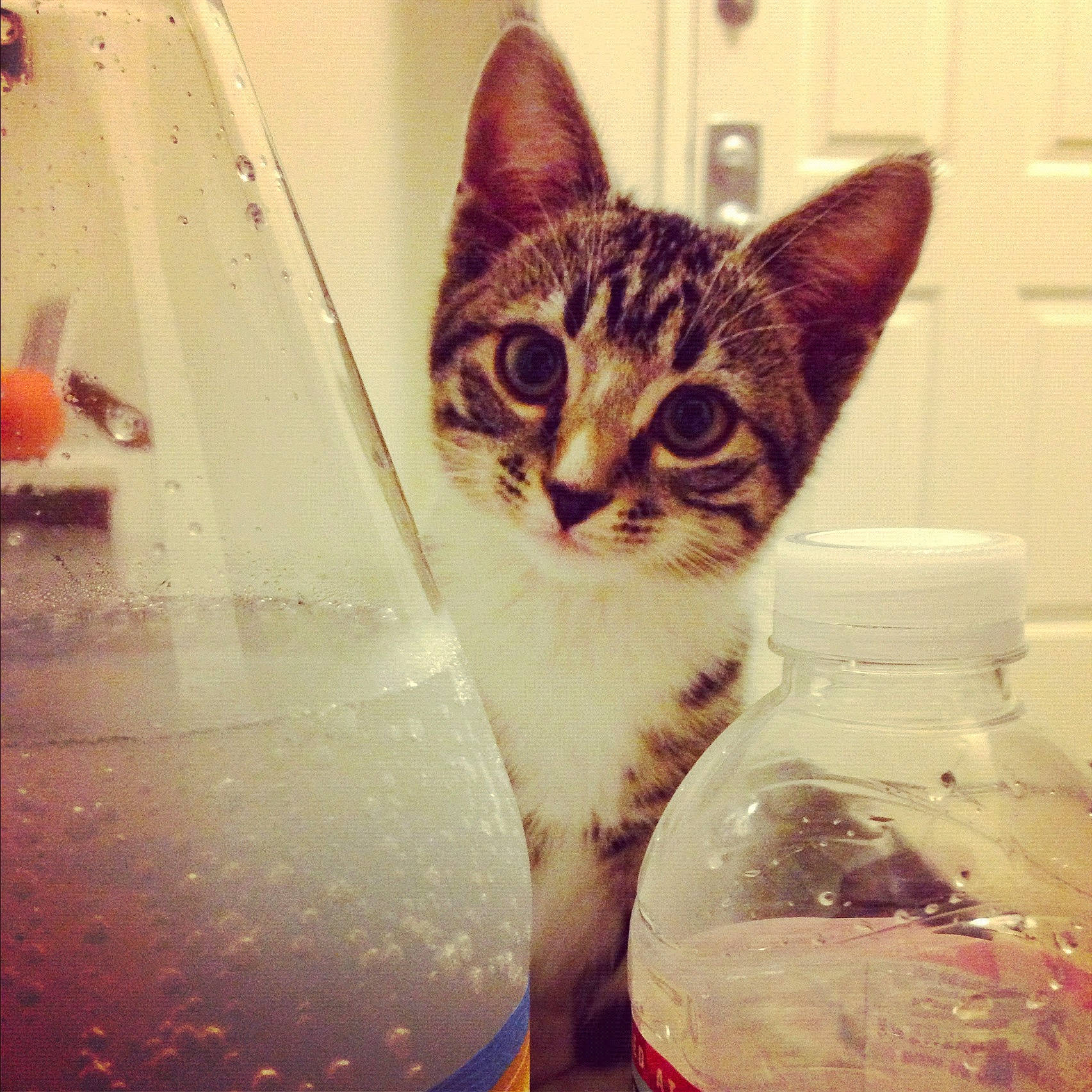 Rilo is registered to the contest to win money with this photo: asian, baby_bottle, bottle, carnivore, cat, domestic_short_haired_cat, ear, european_shorthair, felidae, glass, kitten, plastic_bottle, skin, small_to_medium_sized_cats, tabby_cat, water, whiskers