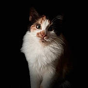 Bloom a rejoint le concours — aidez-le/la à gagner de superbes lots ! animal, black_background, calico_cat, cat, close_up, dramatic_lighting, ears, eyes, feline, fluffy, fur, kitten, nose, orange_patches, paws, pet, portrait, sitting, whiskers, white_fur