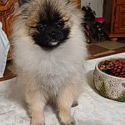 Vanille a rejoint le concours — aidez-le/la à gagner de superbes lots ! dog, puppy, pomeranian, fluffy, tablecloth, indoor, wooden_cabinet, decorative_bowl, pinecone, pet, cute, small_dog, animal, fur, face, ears, black_nose, eyes, sitting, home
