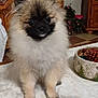 dog, puppy, pomeranian, fluffy, tablecloth, indoor, wooden_cabinet, decorative_bowl, pinecone, pet, cute, small_dog, animal, fur, face, ears, black_nose, eyes, sitting, home