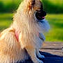 Vanille a rejoint le concours — aidez-le/la à gagner de superbes lots ! dog, pomeranian, fluffy, outdoor, bench, sunlight, grass, park, pet, animal, side_view, fur, canine, nature, summer, small_dog, tongue_out, cute, sitting, daytime
