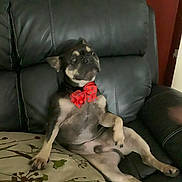 Pedey joined the competition — help win amazing prizes! dog, bow_tie, polka_dot, leather_couch, pillow, floral_pattern, indoor, pet, sitting, relaxed, small_dog, black_and_tan, animal, furniture, home_interior, portrait, cute, companion, expression, casual
