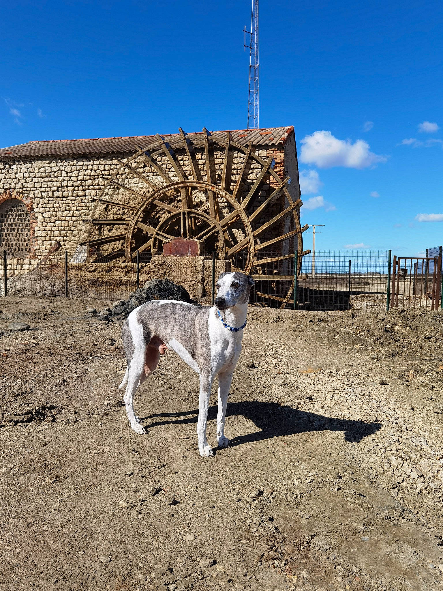 Fun participe au concours pour gagner de l'argent avec cette photo : building, canidae, carnivore, cloud, collar, dog, dog_breed, dog_collar, fawn, landscape, leash, livestock, sand, sky, snout, soil, sporting_group, tail, wood, working_animal