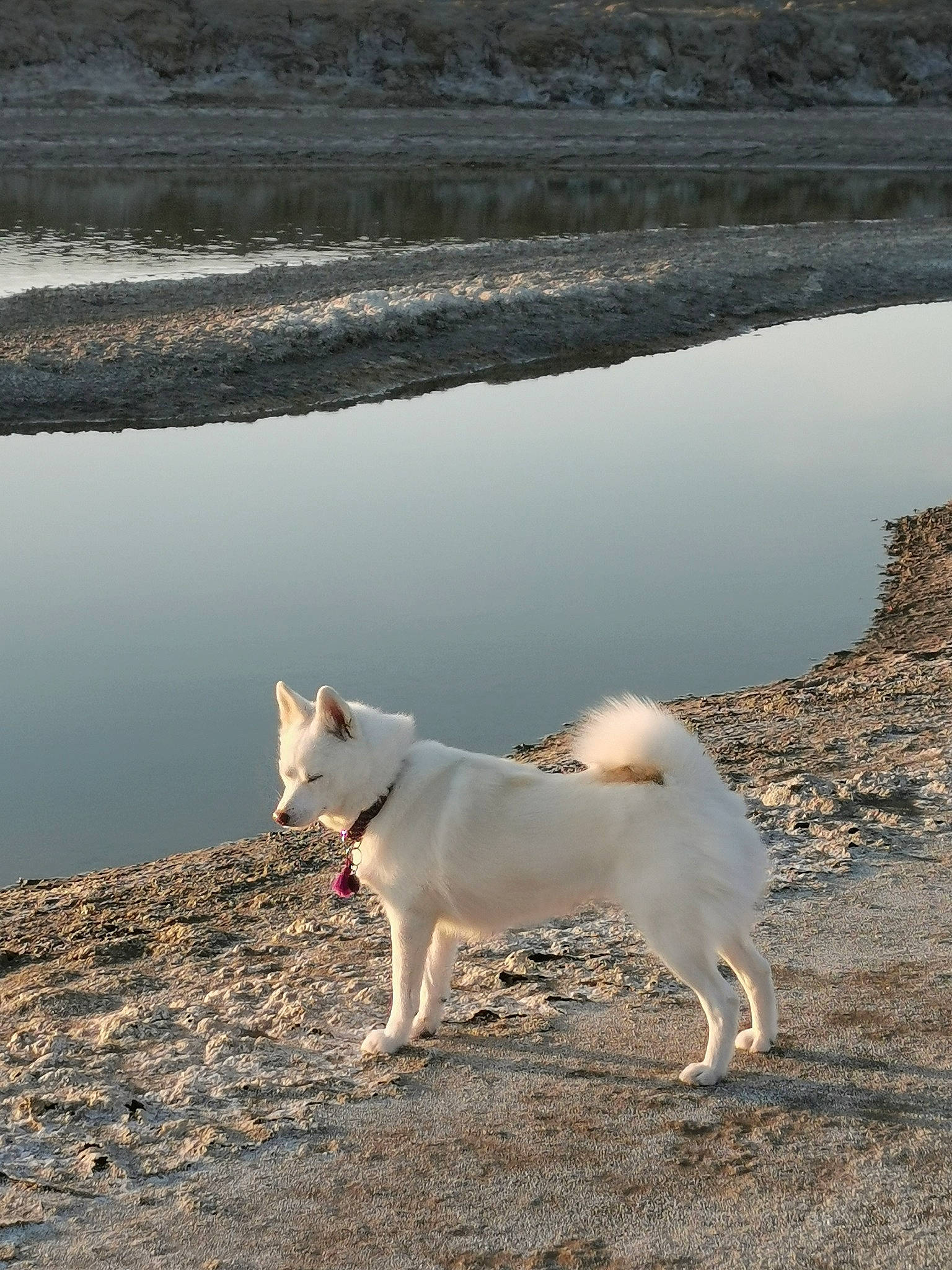 Revka participe au concours pour gagner de l'argent avec cette photo : canidae, canis, carnivore, collar, companion_dog, dog, dog_breed, fawn, lake, landscape, liquid, ocean, sea, spitz, sporting_group, tail, terrestrial_animal, water, working_animal, working_dog