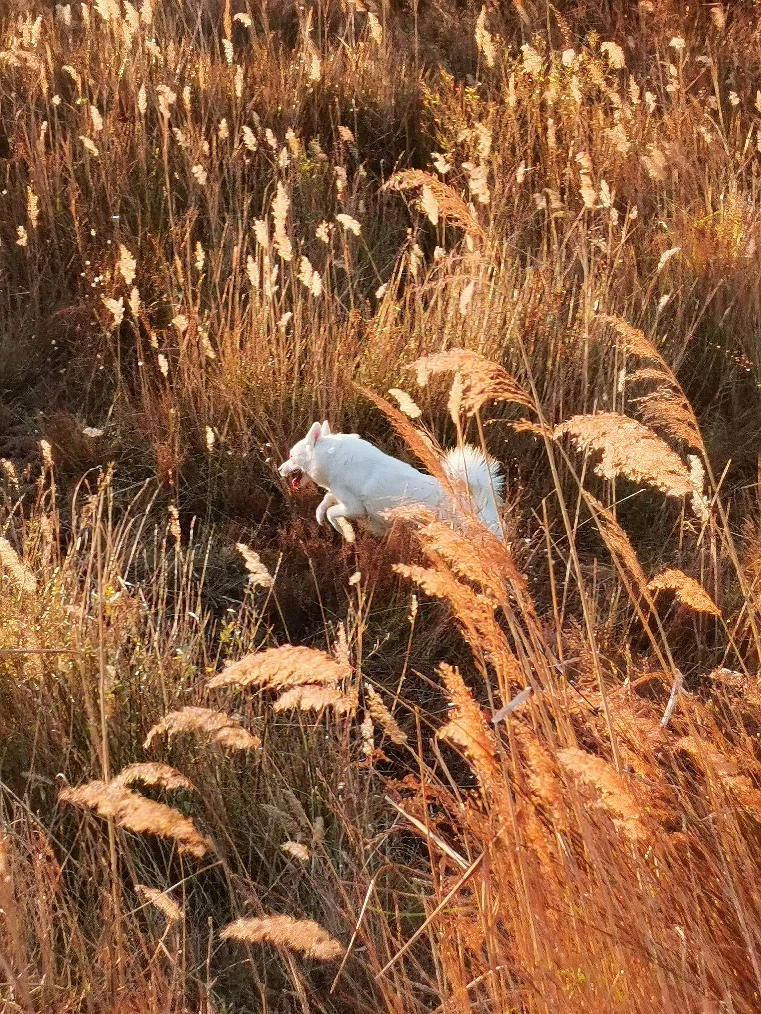 Revka participe au concours pour gagner de l'argent avec cette photo : agriculture, ecoregion, field, freshwater_marsh, grass, grass_family, grassland, landscape, natural_landscape, plant, plant_community, prairie, salt_marsh, soil, sunlight, vegetation, wetland, wilderness, wind, wood