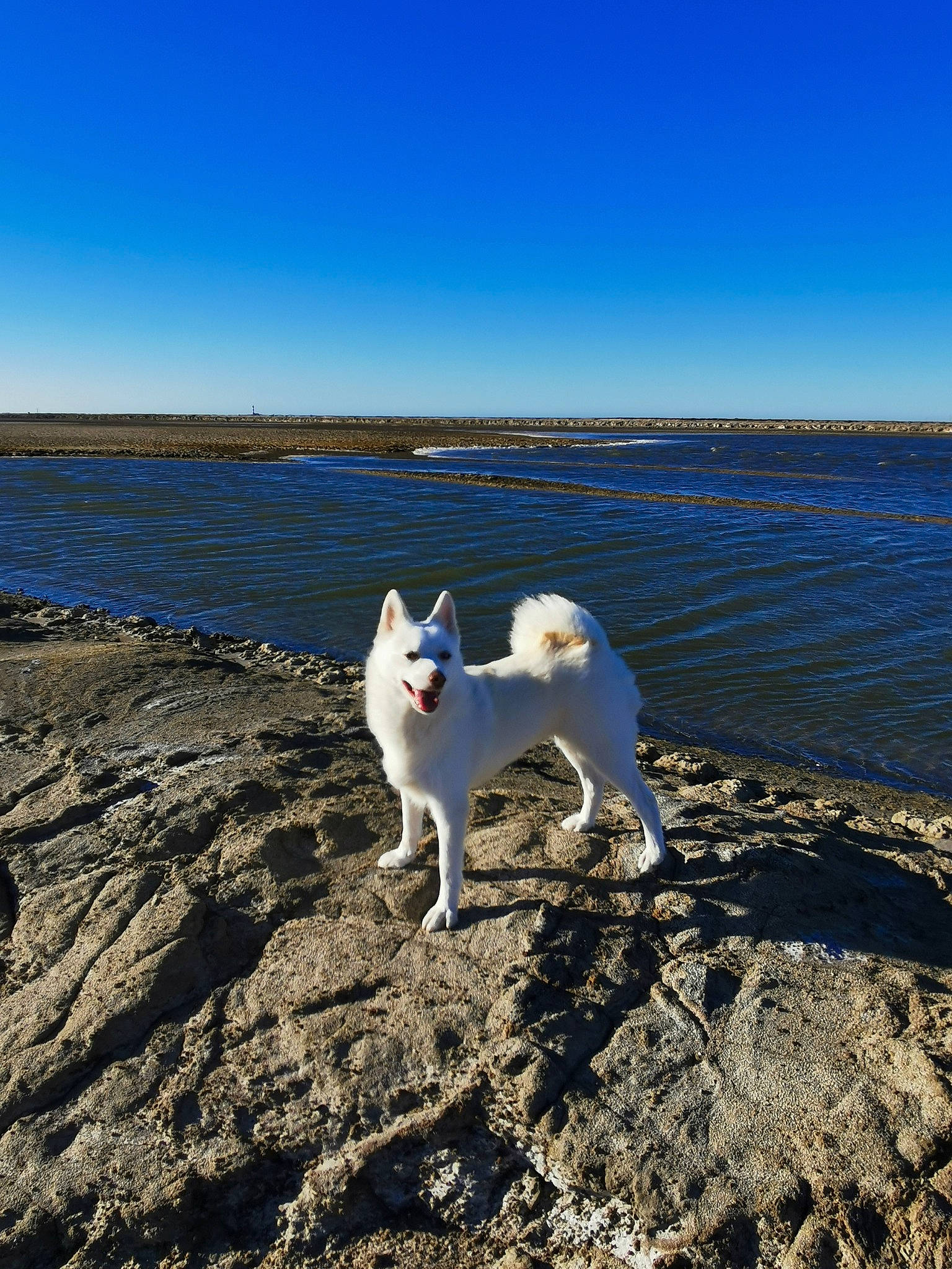 Revka a rejoint le concours — aidez-le/la à gagner de superbes lots ! canidae, carnivore, coast, companion_dog, dog, dog_breed, fawn, horizon, lake, landscape, ocean, rock, sand, shore, sky, soil, sporting_group, water, wind_wave, wood