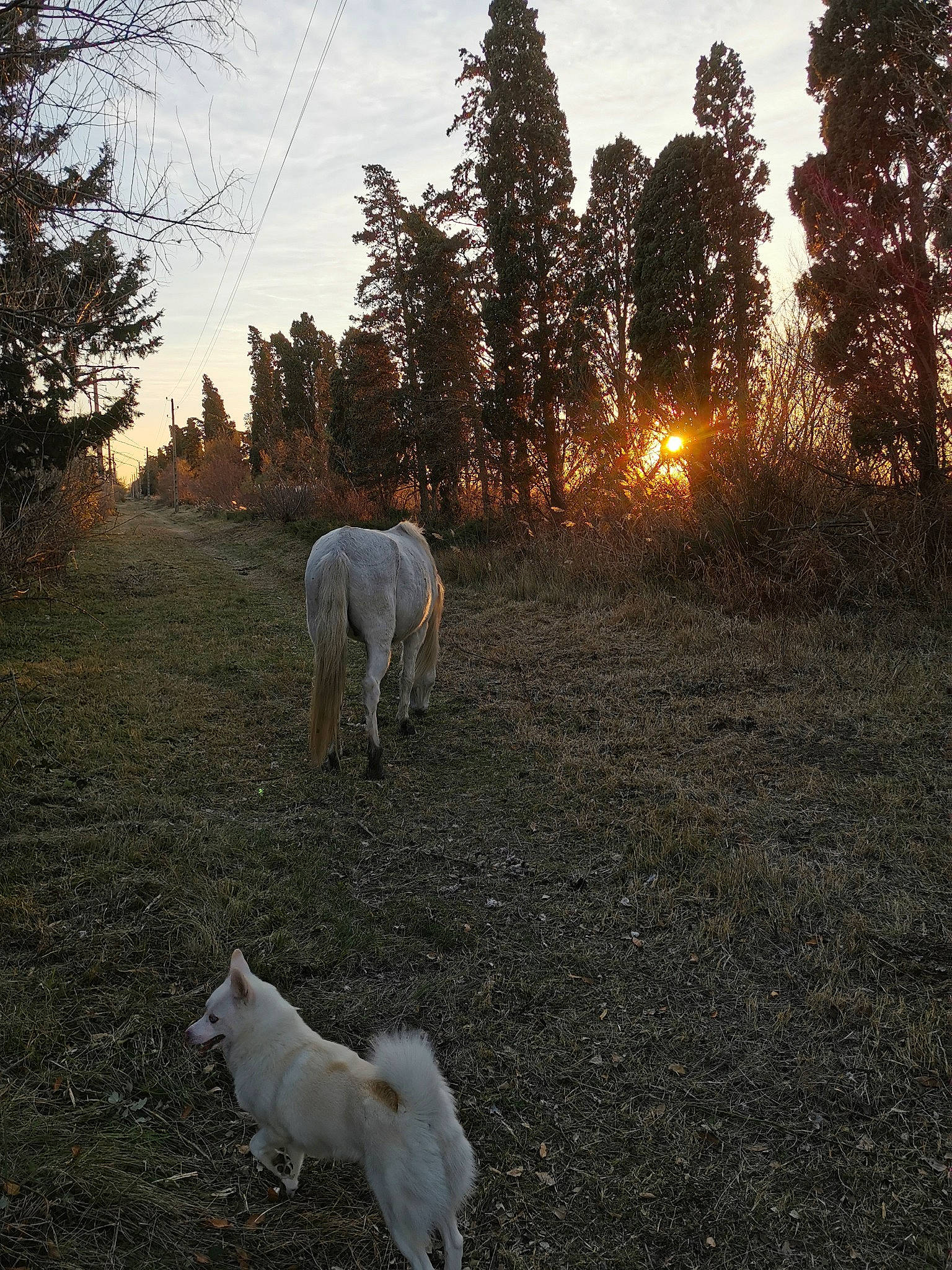 Revka participe au concours pour gagner de l'argent avec cette photo : carnivore, cloud, dog_breed, fawn, grass, grassland, grazing, landscape, livestock, meadow, natural_environment, natural_landscape, nature, pasture, plant, sky, sunlight, tail, tree, working_animal