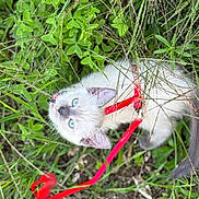 Artemis a rejoint le concours — aidez-le/la à gagner de superbes lots ! kitten, cat, blue_eyes, red_harness, grass, greenery, outdoor, nature, pet, animal, curious, young_cat, feline, leash, small, exploring, close_up, playful, whiskers, ears