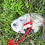 kitten, cat, blue_eyes, red_harness, grass, greenery, outdoor, nature, pet, animal, curious, young_cat, feline, leash, small, exploring, close_up, playful, whiskers, ears