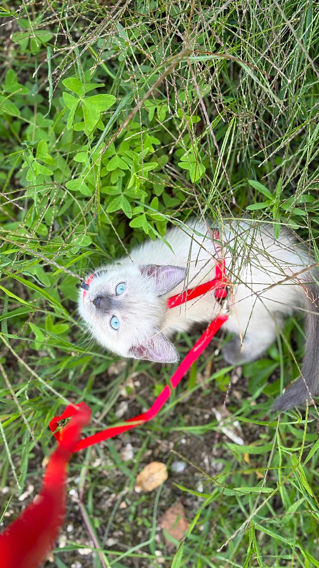 Artemis