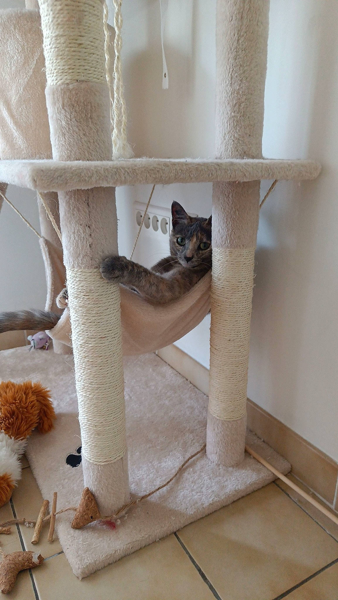 Pumpkin a rejoint le concours — aidez-le/la à gagner de superbes lots ! carnivore, cat, cat_bed, cat_furniture, cat_supply, comfort, domestic_short_haired_cat, fawn, felidae, pet_supply, room, shelf, shelving, small_to_medium_sized_cats, stairs, tail, textile, whiskers, white, wood