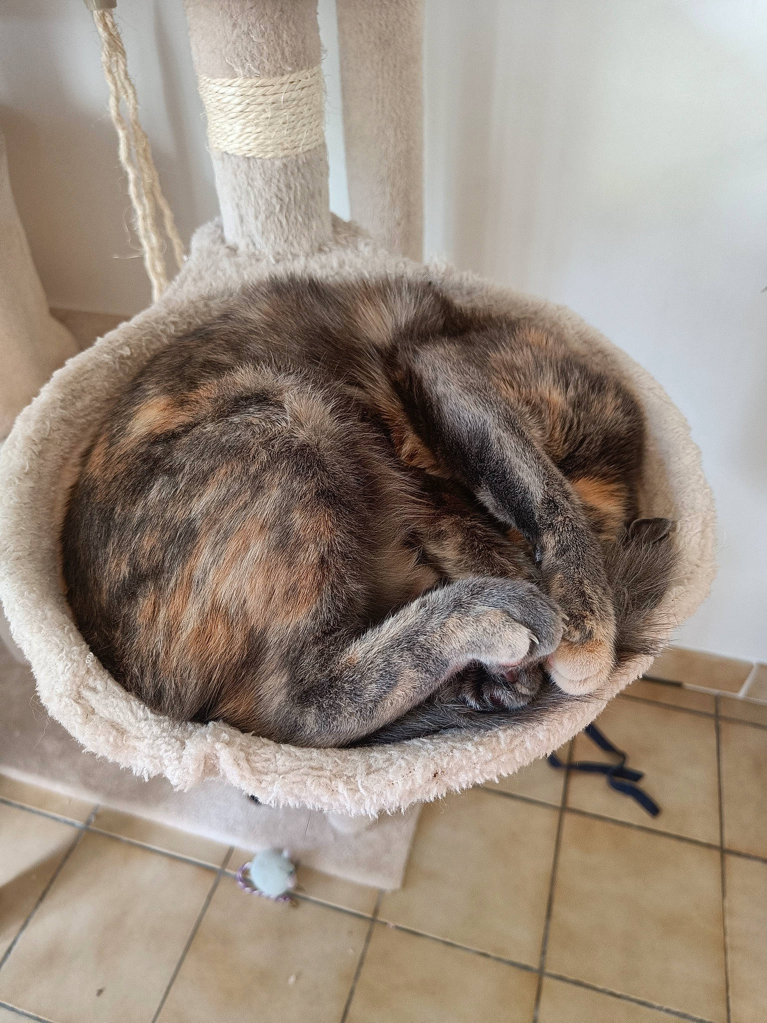 Pumpkin a rejoint le concours — aidez-le/la à gagner de superbes lots ! carnivore, cat, cat_supply, claw, comfort, domestic_short_haired_cat, felidae, flooring, fur, grey, nap, natural_material, sleep, small_to_medium_sized_cats, snout, tail, terrestrial_animal, whiskers, window