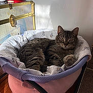 Smokey joined the competition — help win amazing prizes! animal, blanket, cat, comfortable, cozy, decor, feline, figurine, glass_cabinet, household, indoor, patterned_blanket, pet_bed, relaxed, resting, sunlight, tabby, wall, window_light, wooden_floor