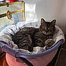 animal, blanket, cat, comfortable, cozy, decor, feline, figurine, glass_cabinet, household, indoor, patterned_blanket, pet_bed, relaxed, resting, sunlight, tabby, wall, window_light, wooden_floor