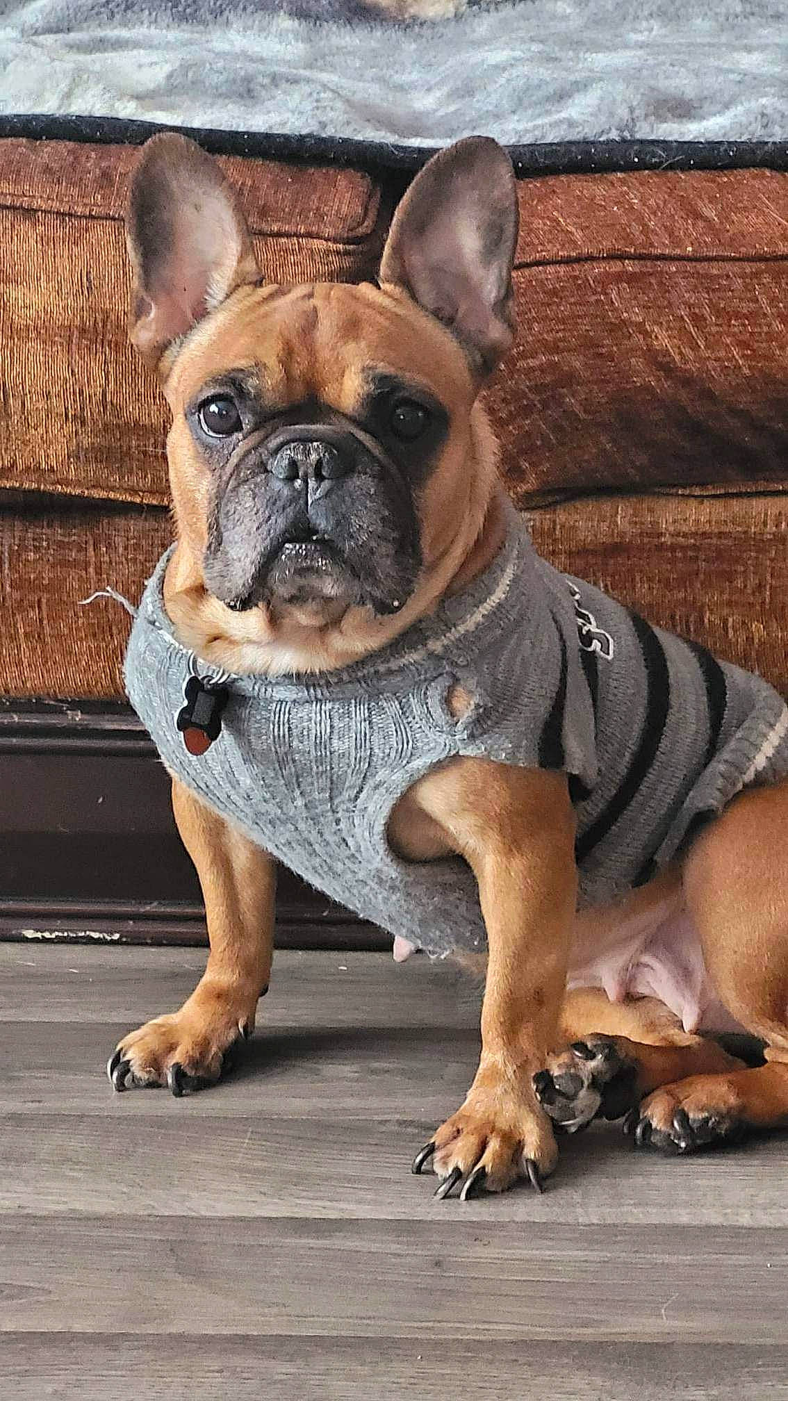 Vivia joined the competition — help win amazing prizes! ancient_dog_breeds, bulldog, canidae, carnivore, companion_dog, dog, dog_breed, dog_collar, fawn, french_bulldog, molosser, non_sporting_group, snout, sporting_group, terrestrial_animal, toy_dog, whiskers, working_animal, working_dog, wrinkle