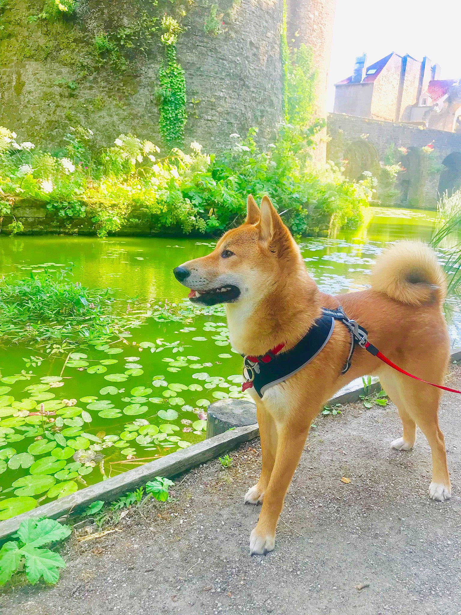 Haïko a rejoint le concours — aidez-le/la à gagner de superbes lots ! akita, akita_inu, canidae, carnivore, companion_dog, dog, dog_breed, eurasier, fawn, finnish_spitz, hokkaido, icelandic_sheepdog, korean_jindo_dog, mammal, non_sporting_group, norwegian_buhund, shiba_inu, spitz, tree, vertebrate