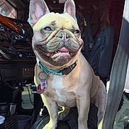 Rosa is registered to the contest to win money with this photo: french_bulldog, dog, pet, animal, car_interior, seat, collar, sunlight, happy_dog, smiling, vehicle, seatbelt, indoor, closeup, mammal, domestic_animal, canine, cute, portrait, sitting