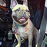 french_bulldog, dog, pet, animal, car_interior, seat, collar, sunlight, happy_dog, smiling, vehicle, seatbelt, indoor, closeup, mammal, domestic_animal, canine, cute, portrait, sitting