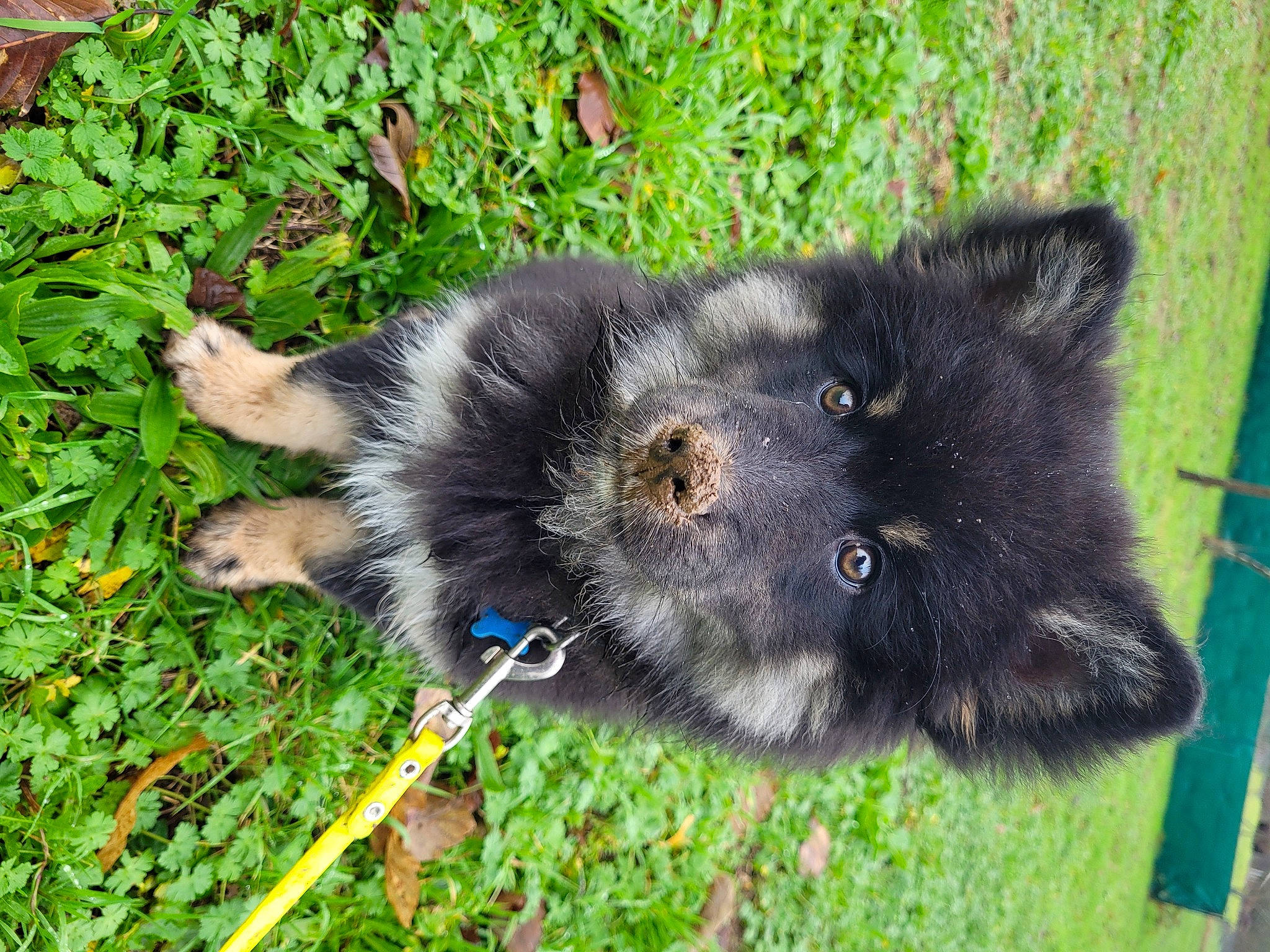 Kiwi participe au concours pour gagner de l'argent avec cette photo : canidae, canis, carnivore, companion_dog, dog, dog_breed, domestic_short_haired_cat, fur, grass, groundcover, mammal, sporting_group, terrestrial_animal, whiskers, working_animal, working_dog