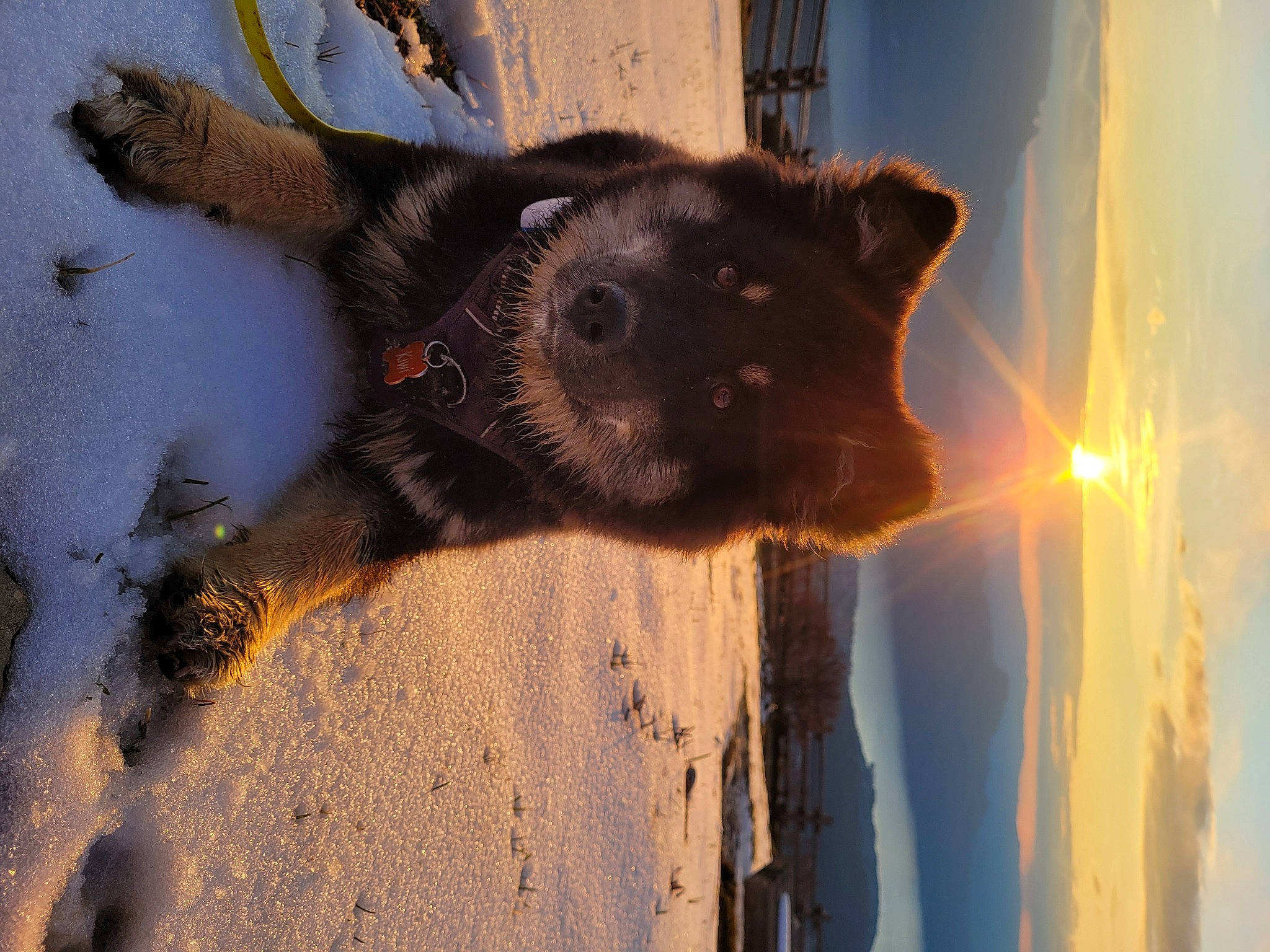 Kiwi participe au concours pour gagner de l'argent avec cette photo : canidae, carnivore, cloud, dog, dog_breed, fawn, fur, plant, shadow, sky, snout, sporting_group, tints_and_shades, tree, water, whiskers, window, winter, wood, working_animal