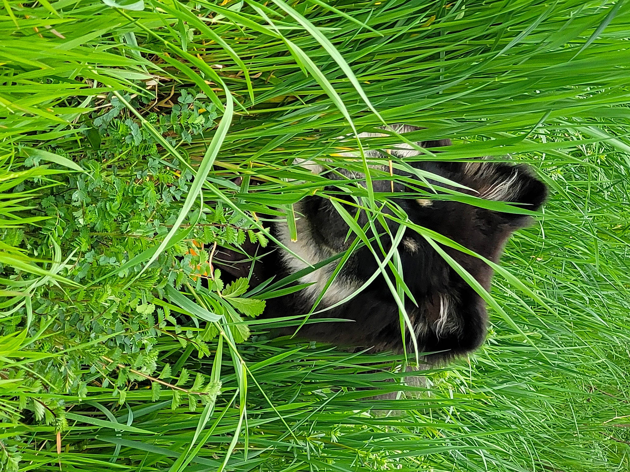 Kiwi participe au concours pour gagner de l'argent avec cette photo : cat, evergreen, felidae, flowering_plant, fur, grass, grass_family, grassland, groundcover, herb, herbaceous_plant, hierochloe, pasture, plant, tail, terrestrial_animal, terrestrial_plant, tree, whiskers, wildlife