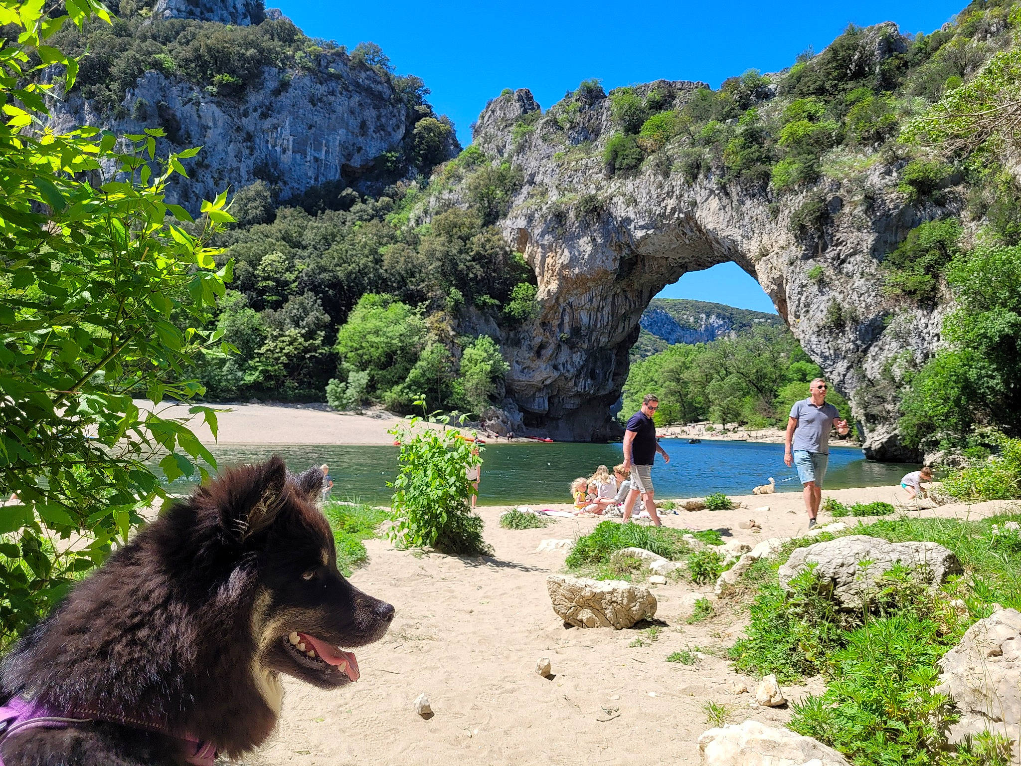 Kiwi participe au concours pour gagner de l'argent avec cette photo : azure, beach, carnivore, coastal_and_oceanic_landforms, companion_dog, dog, dog_breed, formation, green, landscape, leisure, natural_landscape, plant, shore, sky, summer, travel, tree, water, working_animal