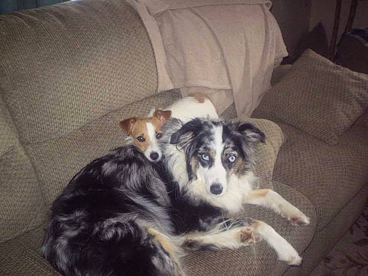 Acorn joined the competition — help win amazing prizes! border_collie, bored, canidae, carnivore, comfort, companion_dog, couch, dog, dog_breed, fur, furniture, herding_dog, koolie, living_room, room, sleeper_chair, terrestrial_animal, texas_heeler, working_animal, working_dog