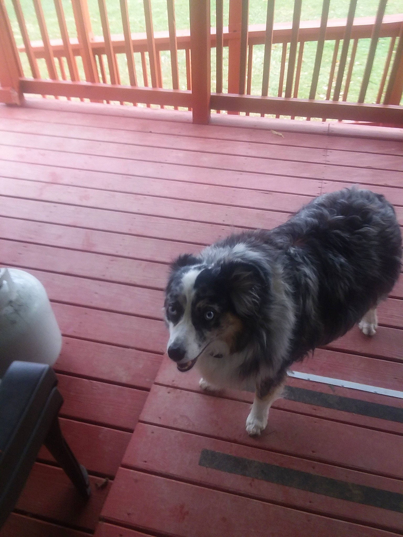 Chaps joined the competition — help win amazing prizes! australian_shepherd, border_collie, canidae, carnivore, companion_dog, dog, dog_breed, herding_dog, mammal, miniature_australian_shepherd, vertebrate, working_dog