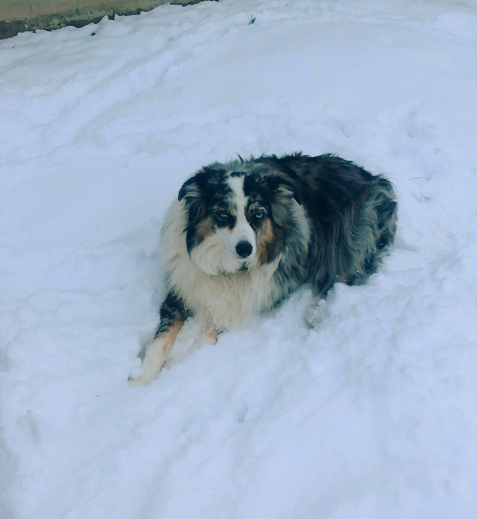 Chaps is registered to the contest to win money with this photo: australian_shepherd, bernese_mountain_dog, border_collie, canidae, carnivore, dog, dog_breed, english_shepherd, herding_dog, mammal, miniature_australian_shepherd, rare_breed_dog, snow, sporting_group, tornjak, winter, working_dog
