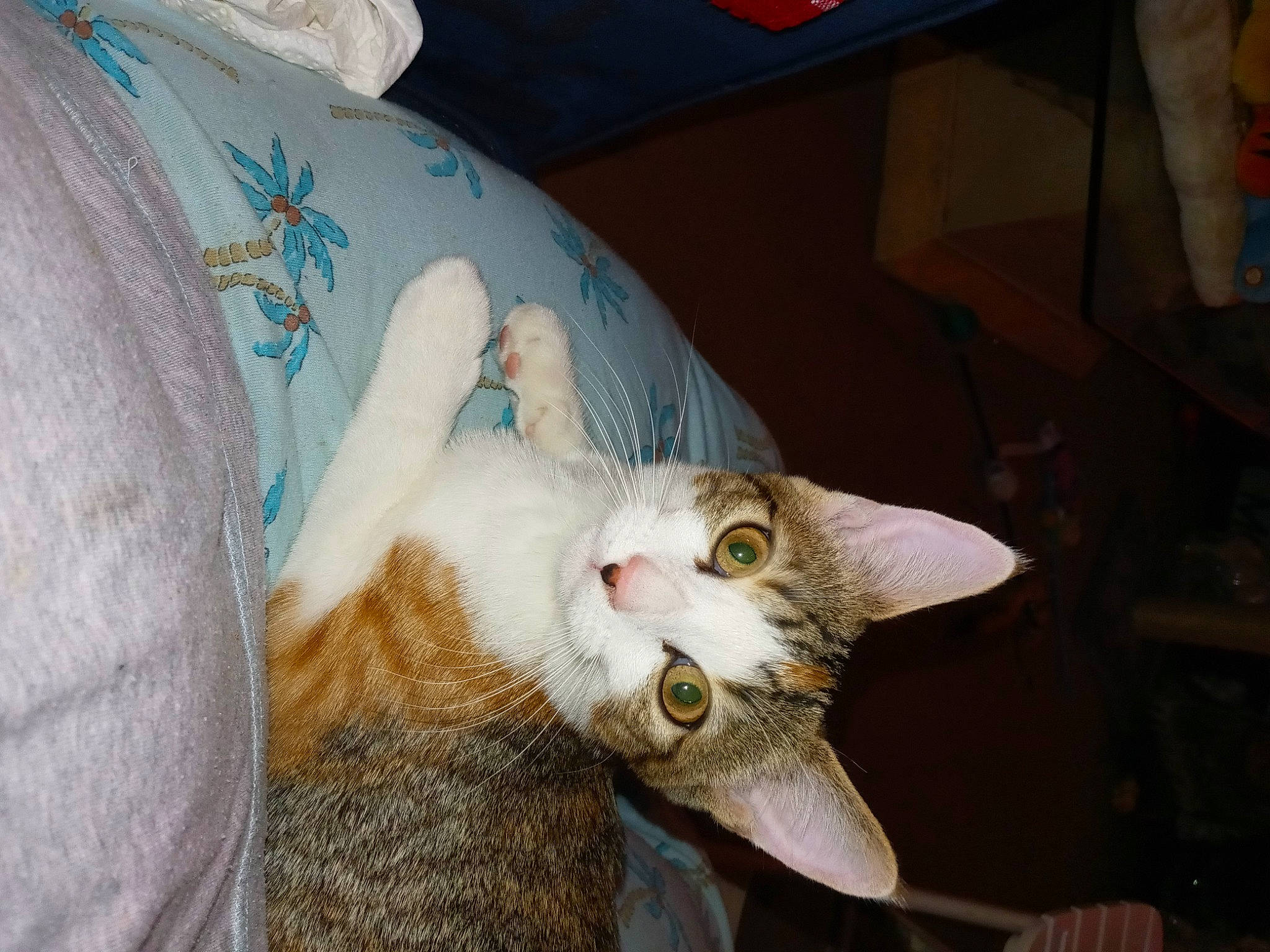 Angel is registered to the contest to win money with this photo: box, carnivore, cat, claw, comfort, domestic_short_haired_cat, ear, fang, fawn, felidae, fur, paw, small_to_medium_sized_cats, snout, tail, whiskers