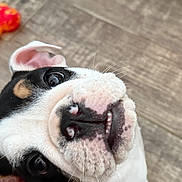 Tyson joined the competition — help win amazing prizes! puppy, dog, pet, close_up, cute, floor, wooden_floor, black_and_white, face, ears, eyes, nose, mouth, toy, indoor, animal, young_dog, looking_up, playful, fur