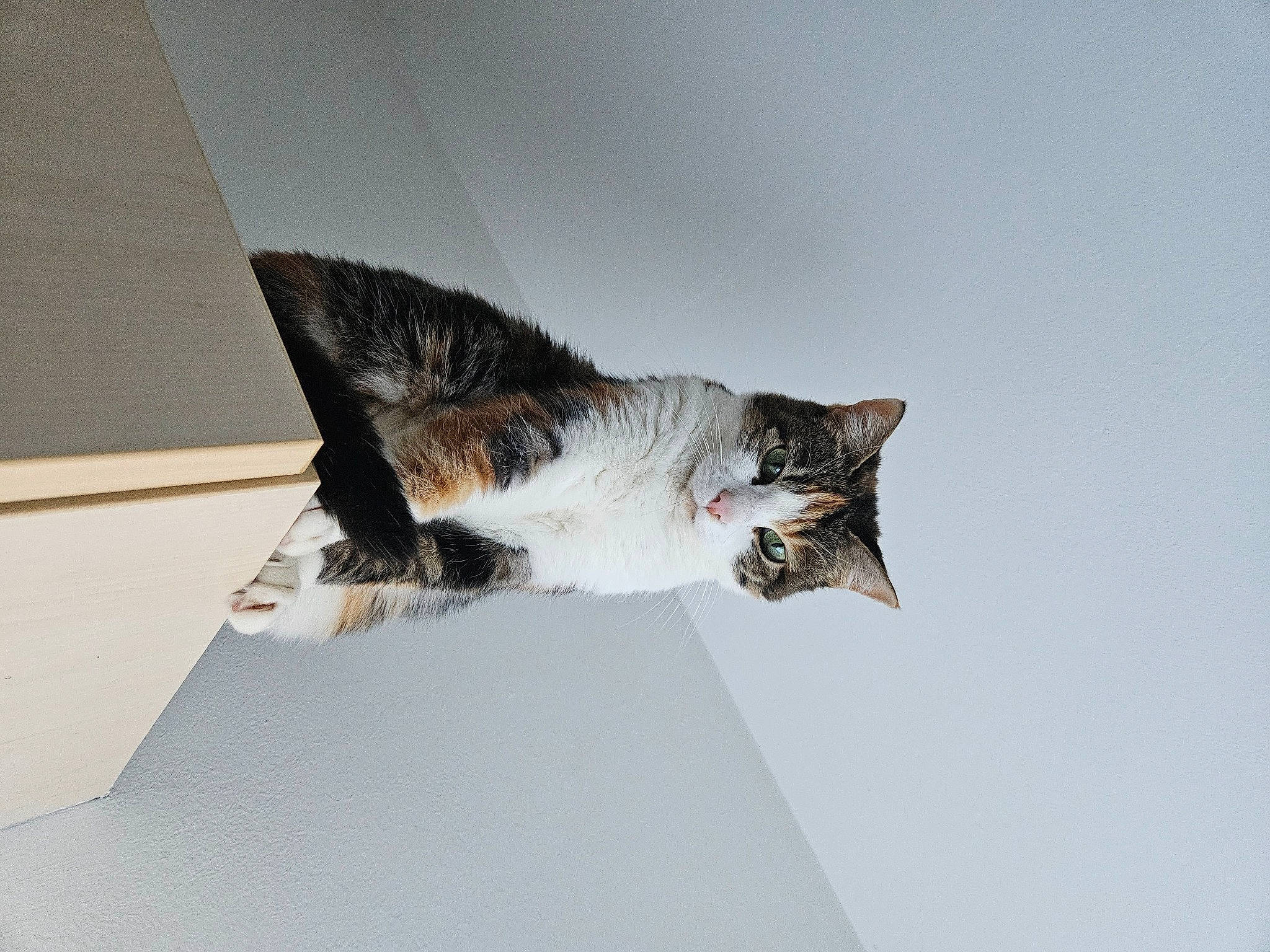 Naya participe au concours pour gagner de l'argent avec cette photo : art, beak, carnivore, cat, domestic_short_haired_cat, feather, felidae, fur, paper, paper_product, paw, plant, sculpture, small_to_medium_sized_cats, tail, tree, visual_arts, whiskers, wing, wood