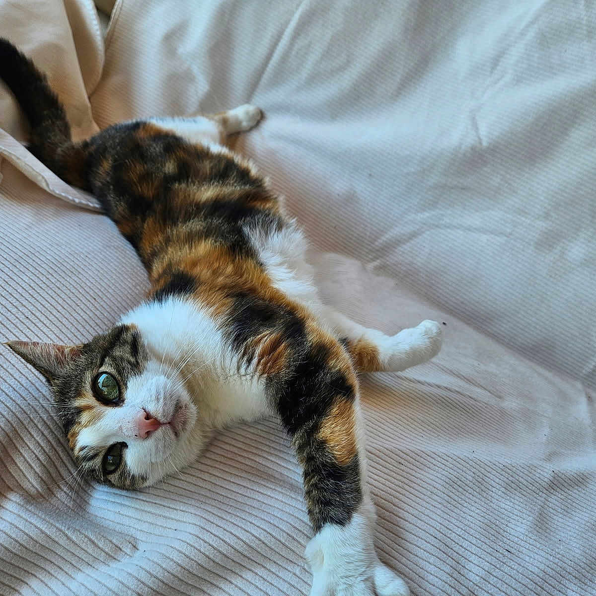 Naya