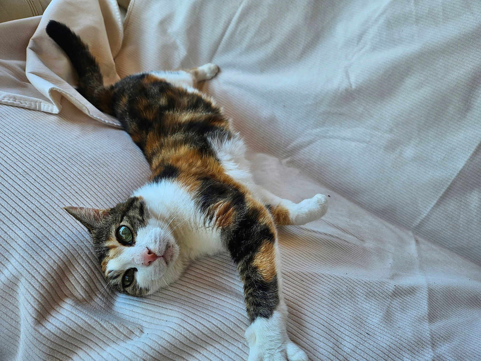 Naya