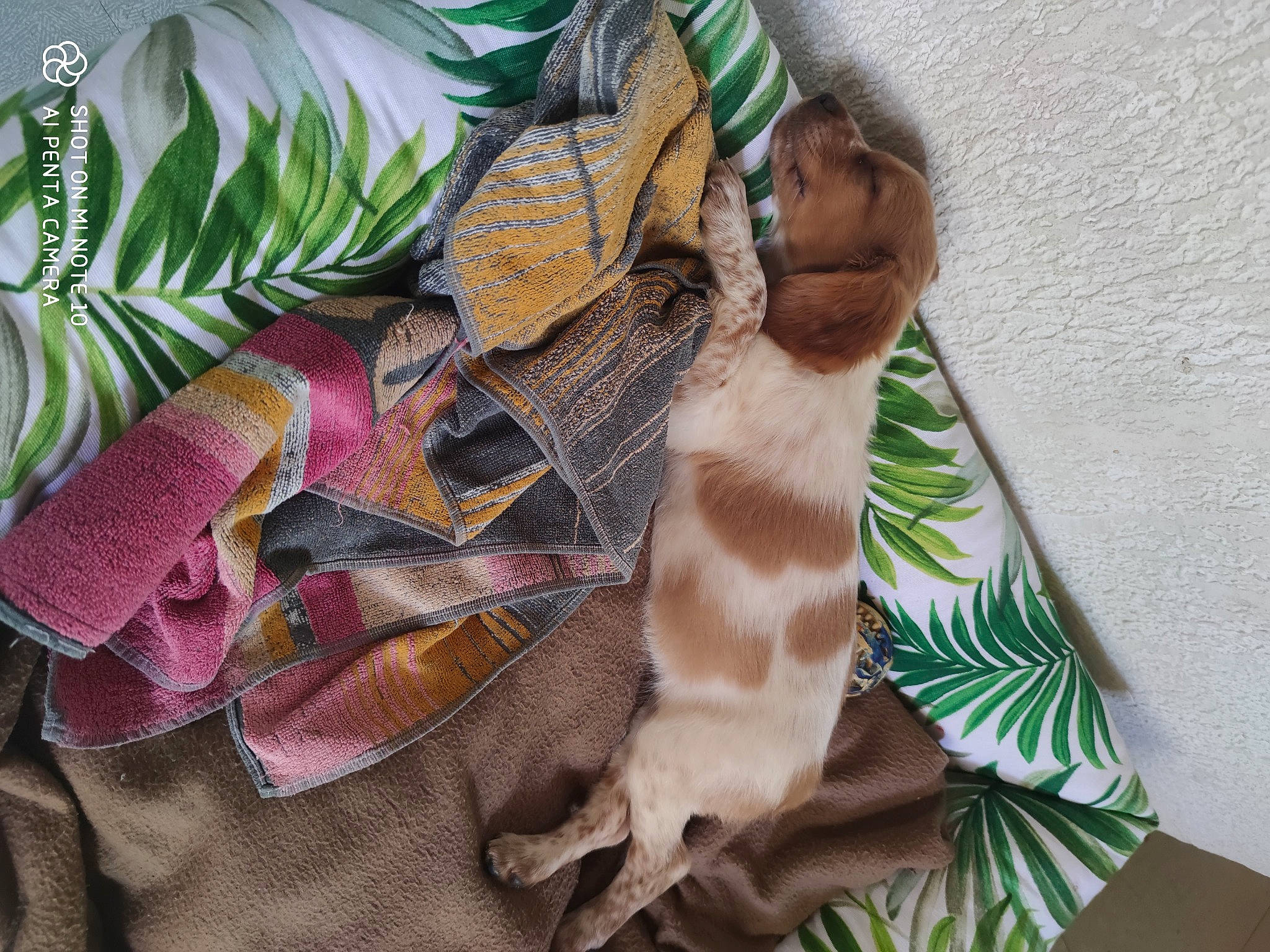 Flora participe au concours pour gagner de l'argent avec cette photo : bedding, child, comfort, craft, eyelash, fashion_accessory, fawn, feather, felidae, fur, hair_accessory, linens, pattern, small_to_medium_sized_cats, tail, textile, thread, tie, wing, wool