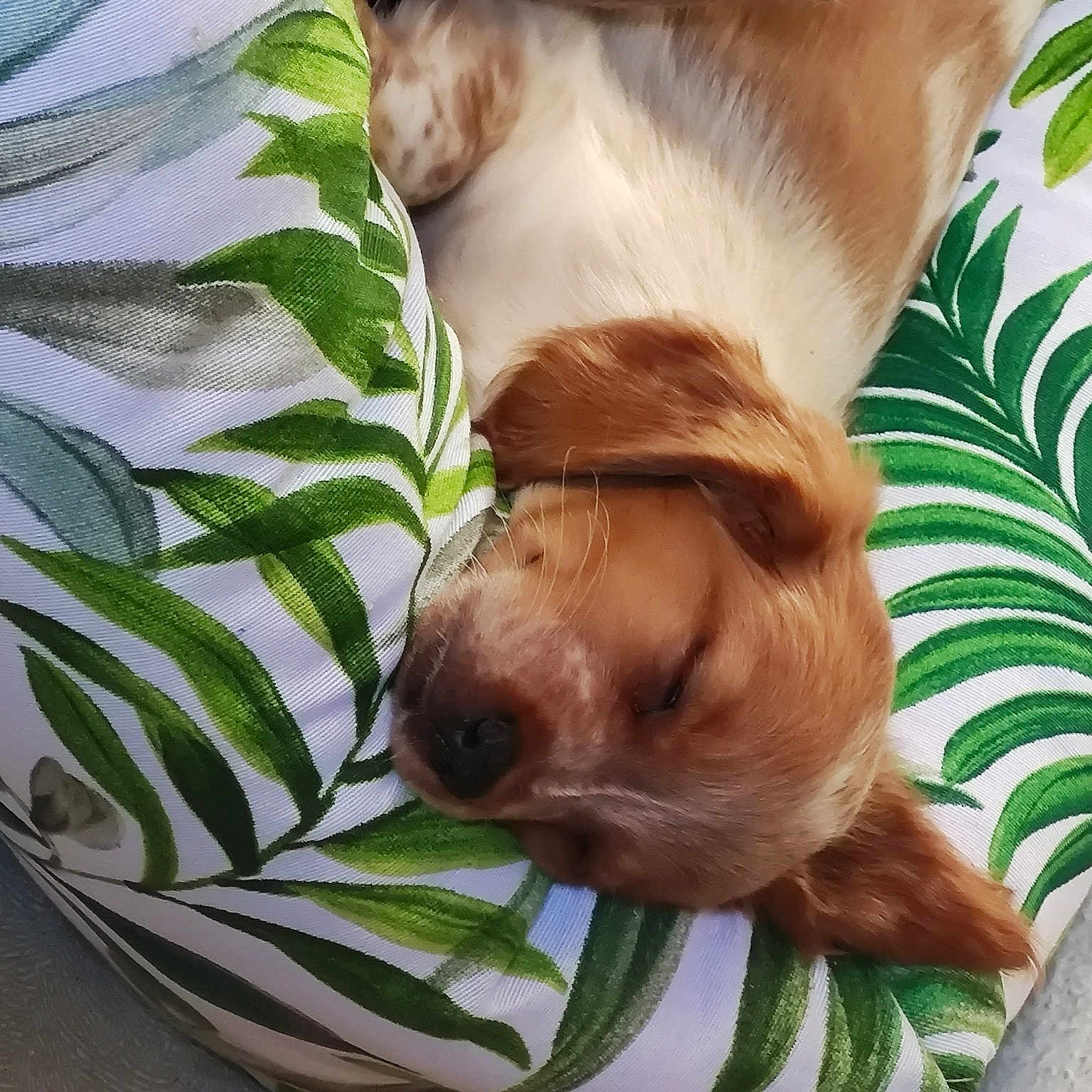 Flora