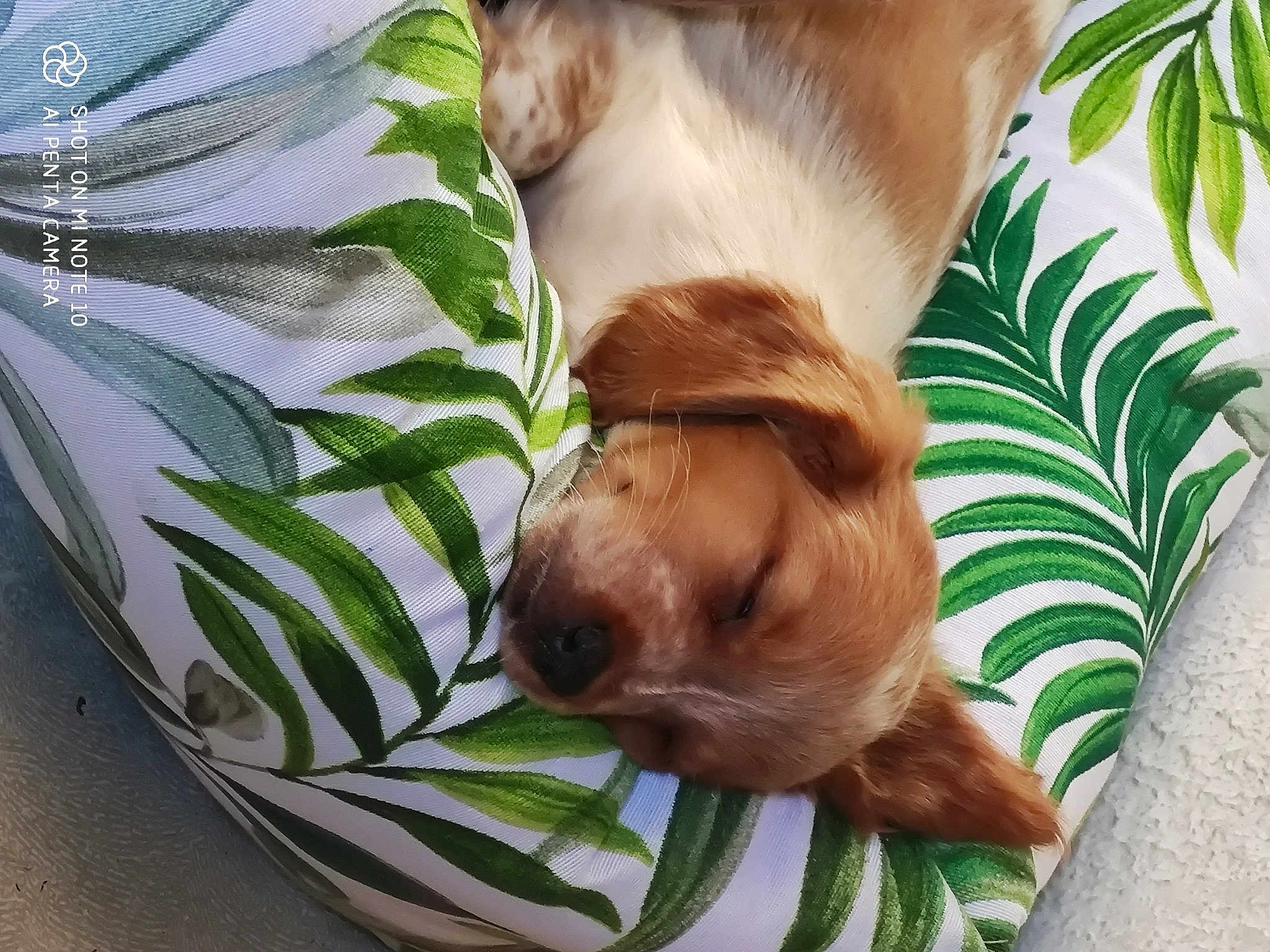 Flora