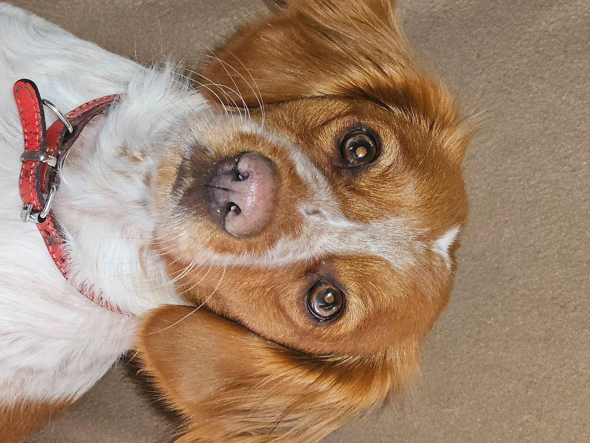 Flora participe au concours pour gagner de l'argent avec cette photo : canidae, carnivore, collar, companion_dog, dog, dog_breed, dog_collar, ear, fawn, fur, liver, paw, piano, snout, sporting_group, terrestrial_animal, toy_dog, whiskers, wood, working_animal