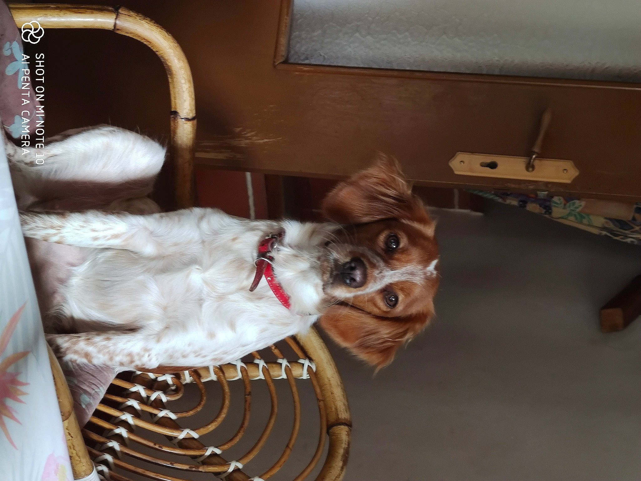 Flora participe au concours pour gagner de l'argent avec cette photo : canidae, carnivore, collar, comfort, companion_dog, dog, dog_breed, eyewear, fawn, felidae, fur, jaw, room, small_to_medium_sized_cats, snout, sporting_group, tail, whiskers, wood, working_animal