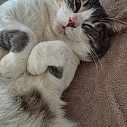 Bebenou a rejoint le concours — aidez-le/la à gagner de superbes lots ! cat, fluffy, relaxed, lying_down, paws, pink_nose, whiskers, fur, soft_blanket, cozy, close_up, cute, sleepy, pet, animal, domestic_cat, tabby, white_fur, indoor, resting