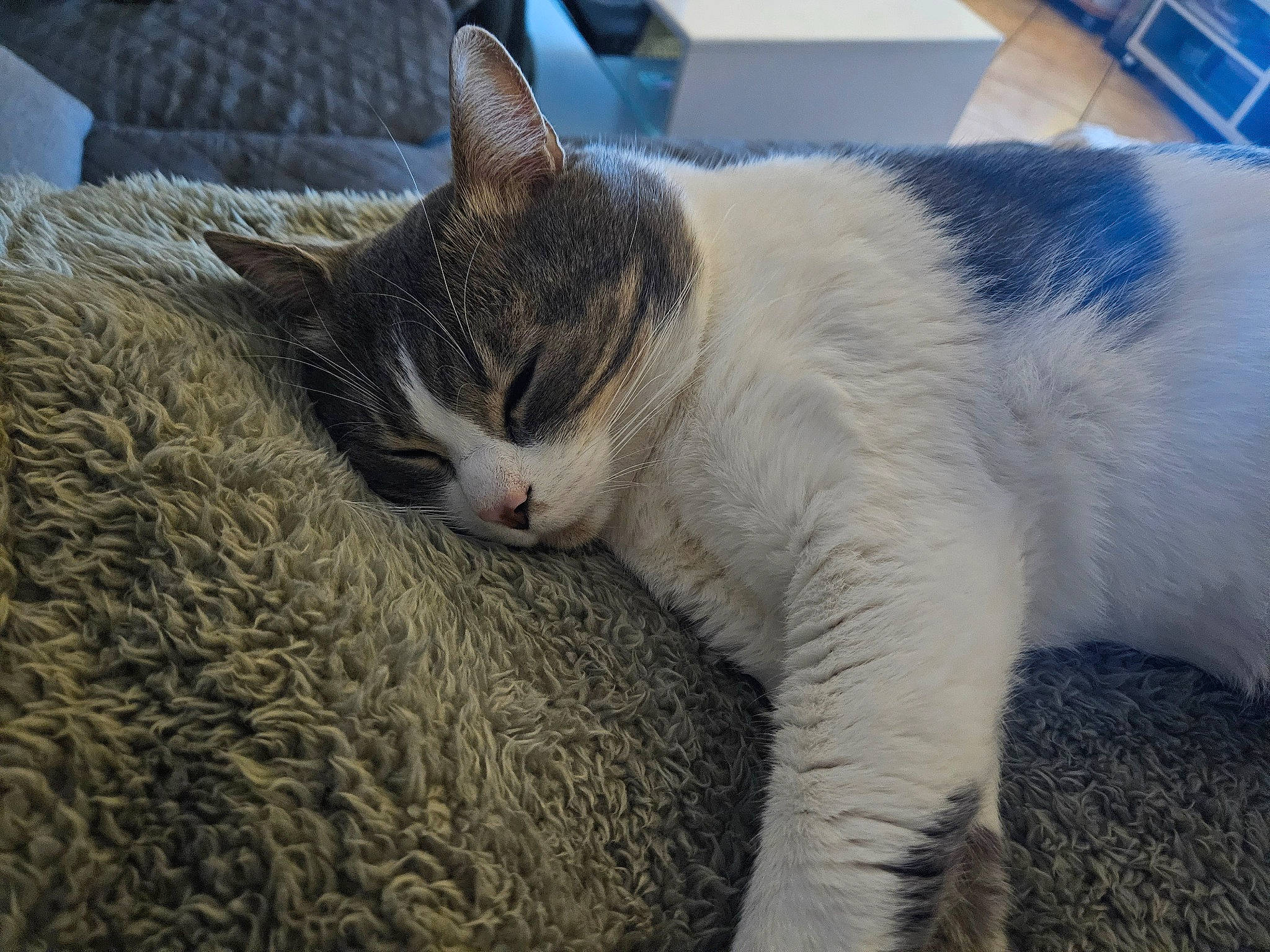 Bebenou participe au concours pour gagner de l'argent avec cette photo : carnivore, cat, claw, comfort, domestic_short_haired_cat, felidae, fur, nap, paw, sleep, small_to_medium_sized_cats, snout, tail, terrestrial_animal, whiskers, window