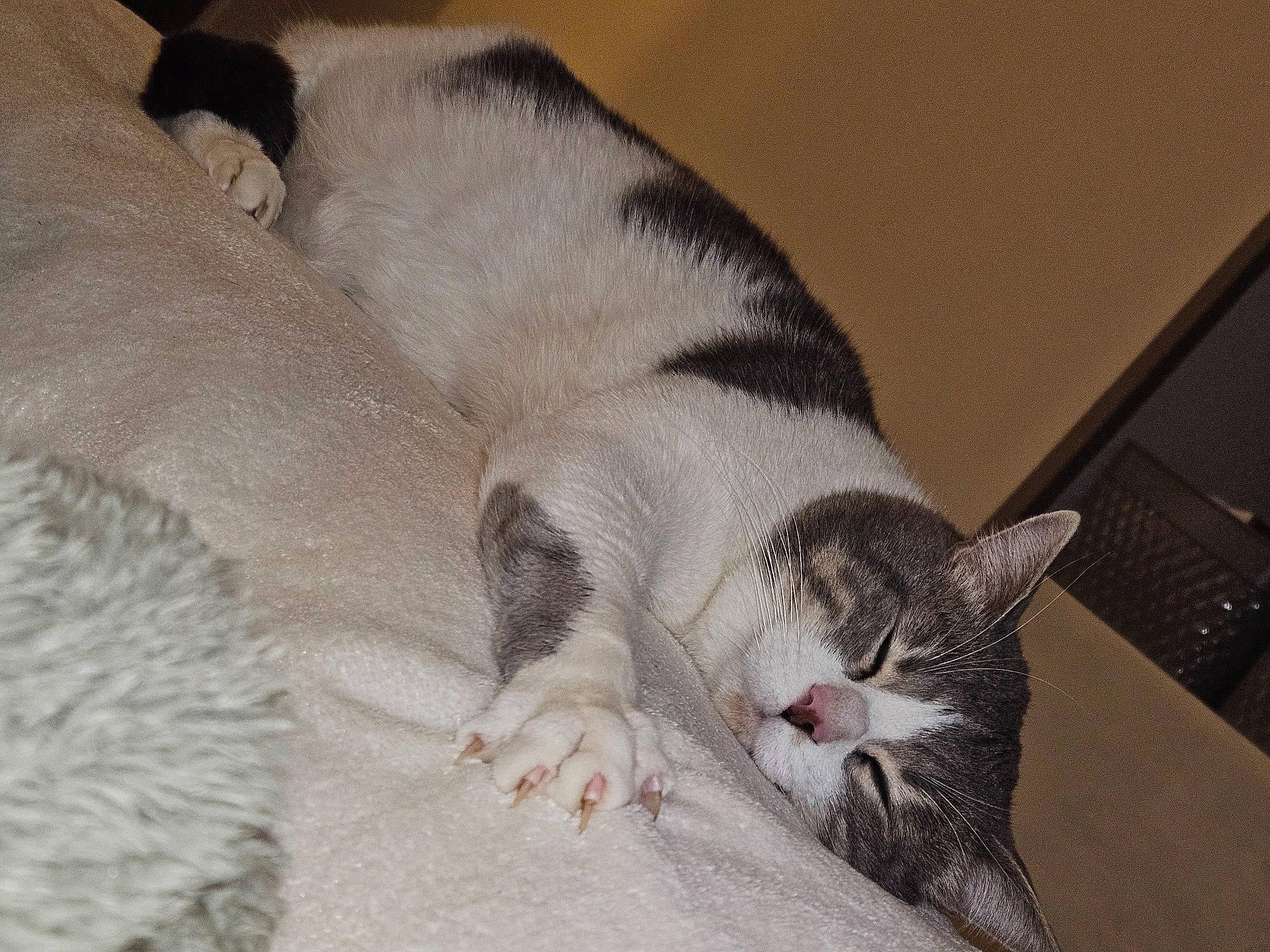 Bebenou a rejoint le concours — aidez-le/la à gagner de superbes lots ! carnivore, cat, claw, comfort, domestic_short_haired_cat, felidae, fur, grey, linens, nap, paw, sleep, small_to_medium_sized_cats, snout, tail, terrestrial_animal, whiskers