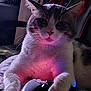cat, pet, animal, gaming_controller, paws, indoor, feline, closeup, whiskers, ears, face, light, shadow, relaxed, technology, funny, cute, playing, home, electronics