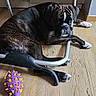 Armanie participe au concours pour gagner de l'argent avec cette photo : dog, boxer, brindle, pet, animal, lying_down, face, portrait, indoor, home, wooden_floor, exercise_equipment, chair, dog_toy, colorful_toy, paws, white_markings, relaxed, funny, photography