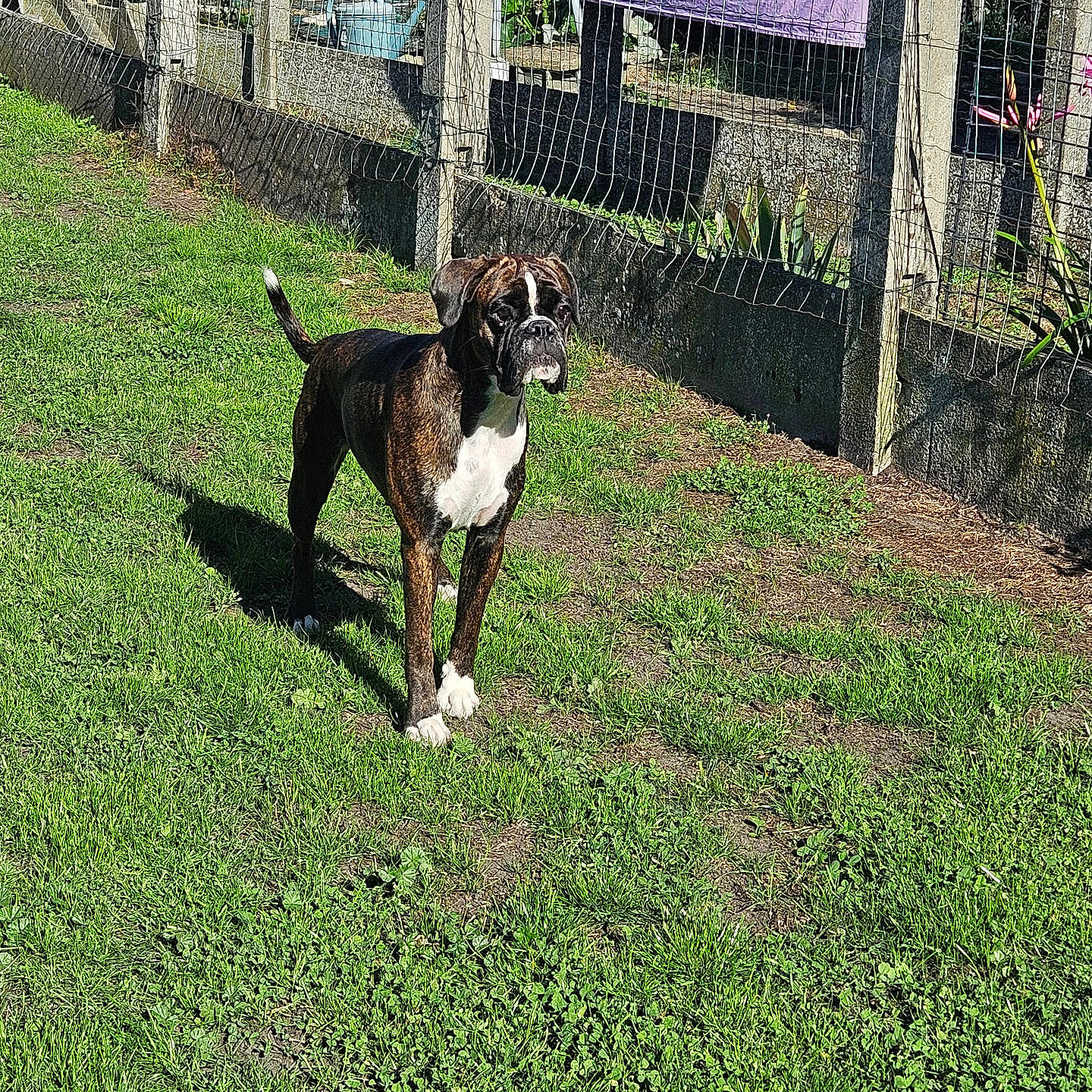 Armanie participe au concours pour gagner de l'argent avec cette photo : dog, boxer, brindle, white_chest, standing, outdoors, grass, backyard, fence, wire_fence, garden, plants, sunlight, shadow, portrait, pet, canine, alert, short_coat, large_dog