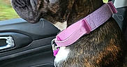 Armanie a rejoint le concours — aidez-le/la à gagner de superbes lots ! dog, boxer, brindle_coat, pet, animal, car, passenger_seat, harness, pink_harness, sitting, profile, face, ears, muzzle, window, trees, outdoor, road_trip, automotive, portrait