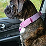 dog, boxer, brindle_coat, pet, animal, car, passenger_seat, harness, pink_harness, sitting, profile, face, ears, muzzle, window, trees, outdoor, road_trip, automotive, portrait