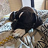 dog, sleeping, puppy, black_and_white, paws, bed, blanket, indoors, bedroom, resting, nap, short_hair, pet, animal, portrait, close_up, cozy, patterned_bedding, window, relaxed